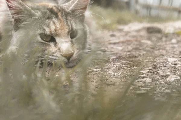 Retrato Cerca Del Gato Maine Coon Gato Yace Aire Libre — Foto de Stock