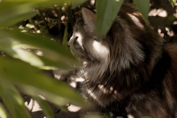 Gato Entre Las Hojas Verdes — Foto de Stock