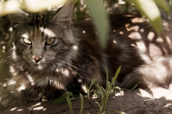 Gato Entre Las Hojas Verdes — Foto de Stock