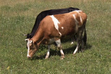 Birkaç inek otlakta dinleniyor, arkasında güneş ve sis var.