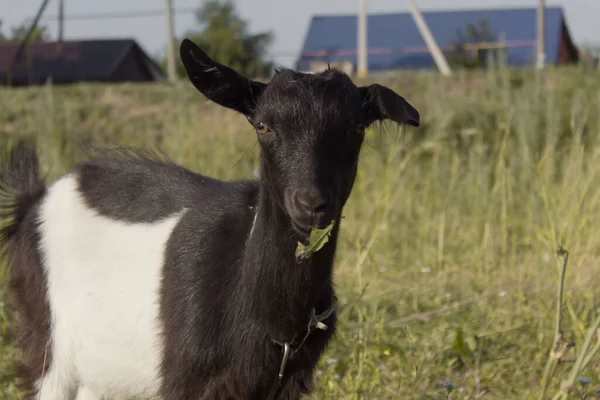 little baby black goat eat the grass from hand. Summer in the village. Selective focus.