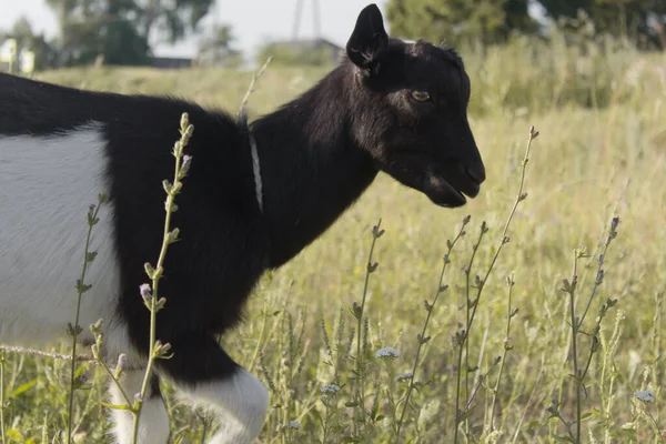 Little baby black goat eat the grass from hand. Summer in the village. Selective focus. — Stock Photo, Image