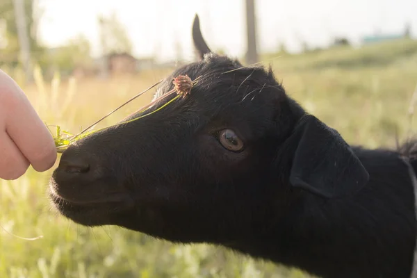 Little baby black goat eat the grass from hand. Summer in the village. Selective focus. — Stock Photo, Image