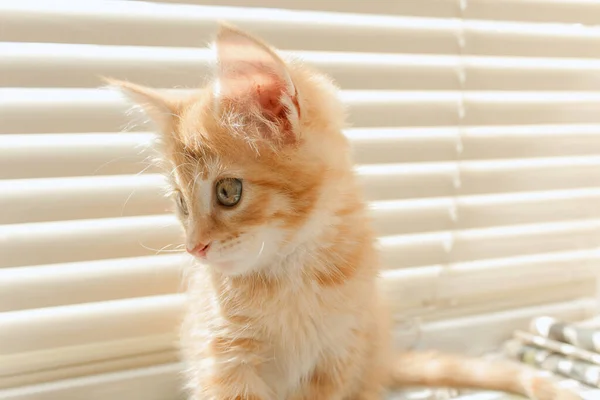 Cute Orange Kitten Large Paws Playing White Background — Stock Photo, Image