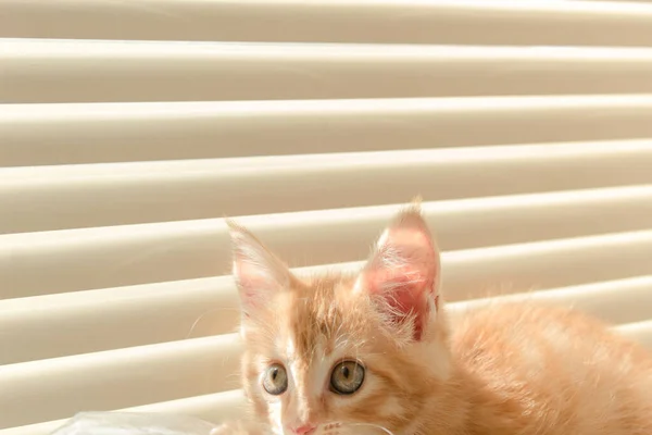 Lindo Gatito Naranja Con Patas Grandes Jugando Sobre Fondo Blanco — Foto de Stock