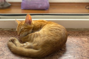 Küçük kırmızı kedicik, balkonun yanında yerde uyuyor..