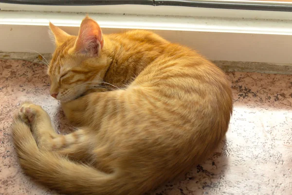 Küçük kırmızı kedicik, balkonun yanında yerde uyuyor..