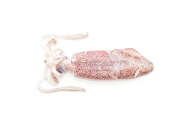 taze ahtapot veya mürekkep çiğ beyaz arka plan üzerinde izole