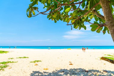 Güzel tropikal plaj ve Hindistan cevizi hurma ağacı Cennet Adası - tatil tatil kavramı ile