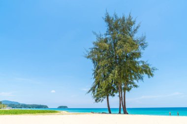 Güzel tropikal plaj ve Hindistan cevizi hurma ağacı Cennet Adası - tatil tatil kavramı ile