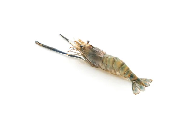 Fresh Shrimp Isolated White Background — Stock Photo, Image