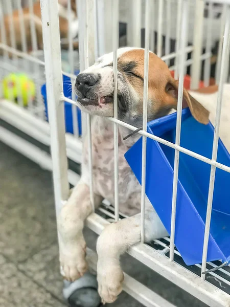 Bonito Filhote Cachorro Dormir Caso Ponto Foco Seletivo — Fotografia de Stock