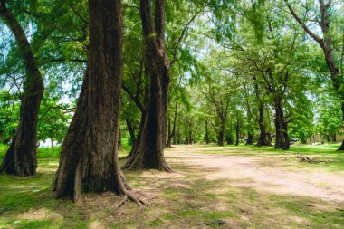 Phuket, Tayland Ulusal parkta güzel ağaç