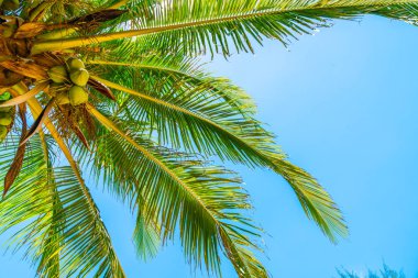 Hindistan cevizi palmiyesi mavi gökyüzü