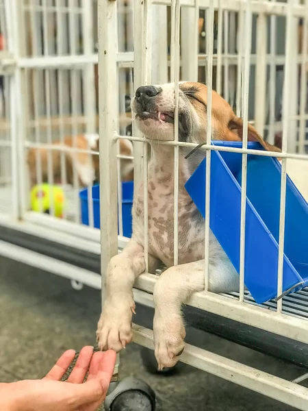 Bonito Filhote Cachorro Dormir Caso Ponto Foco Seletivo — Fotografia de Stock