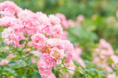 Gül çiçek Bahçe - yumuşak odak noktası