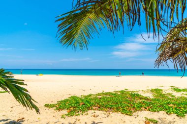 Güzel tropikal plaj ve Hindistan cevizi hurma ağacı Cennet Adası - tatil tatil kavramı ile