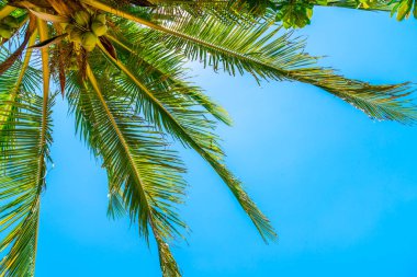 Hindistan cevizi palmiyesi mavi gökyüzü