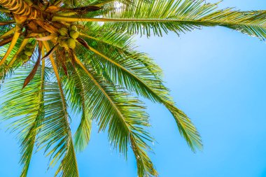 Hindistan cevizi palmiyesi mavi gökyüzü