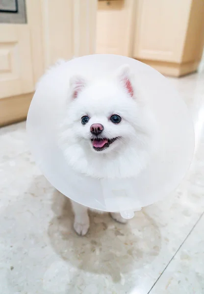 Cão Pomerano Branco Com Colarinho Ponto Foco Seletivo — Fotografia de Stock