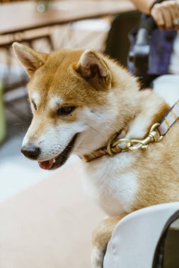 şirin shiba köpek - seçici odak noktası