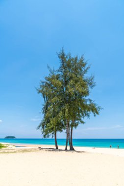 Güzel tropikal plaj ve Hindistan cevizi hurma ağacı Cennet Adası - tatil tatil kavramı ile