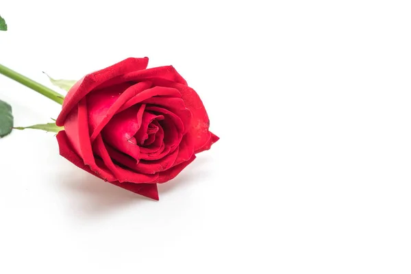 Red Rose Isolated White Background Stock Image