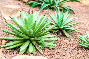 houseplant kreş için güzel kaktüs