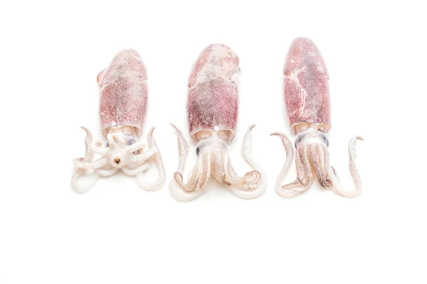 Polpo Fresco Calamari Crudi Isolati Fondo Bianco — Foto Stock