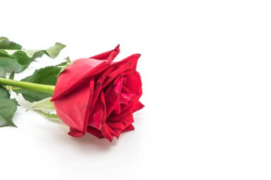 kırmızı gül beyaz arkaplanda izole