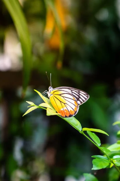 Beautiful Butterfly Tree Selective Focused Point — Stock Photo, Image