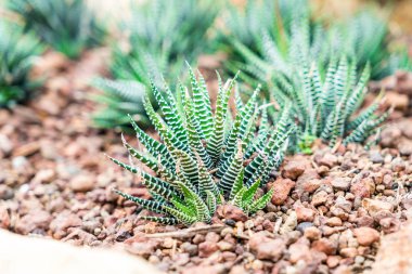 houseplant kreş için güzel kaktüs