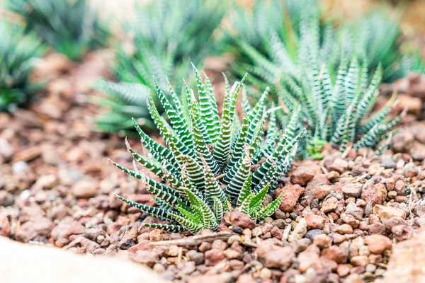 houseplant kreş için güzel kaktüs