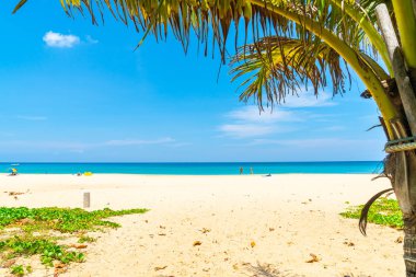 Güzel tropikal plaj ve Hindistan cevizi hurma ağacı Cennet Adası - tatil tatil kavramı ile