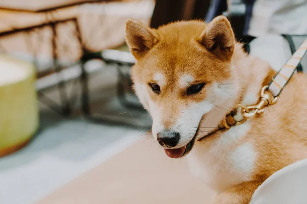 Söt Shiba Hund Selektiv Fokuspunkt — Stockfoto