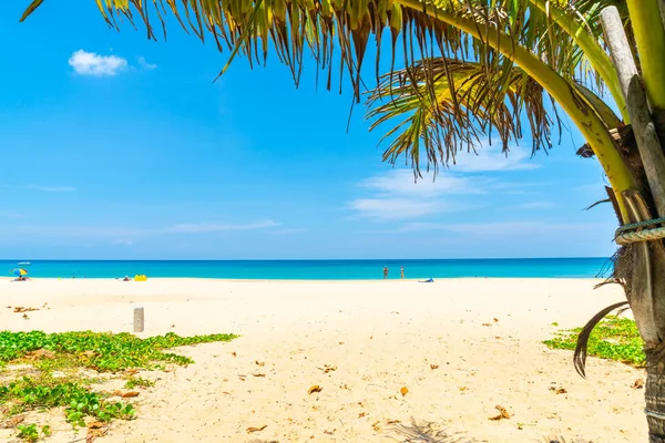 Güzel tropikal plaj ve Hindistan cevizi hurma ağacı Cennet Adası - tatil tatil kavramı ile