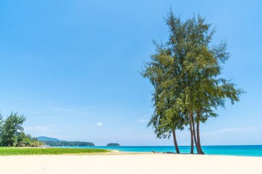 Güzel tropikal plaj ve Hindistan cevizi hurma ağacı Cennet Adası - tatil tatil kavramı ile