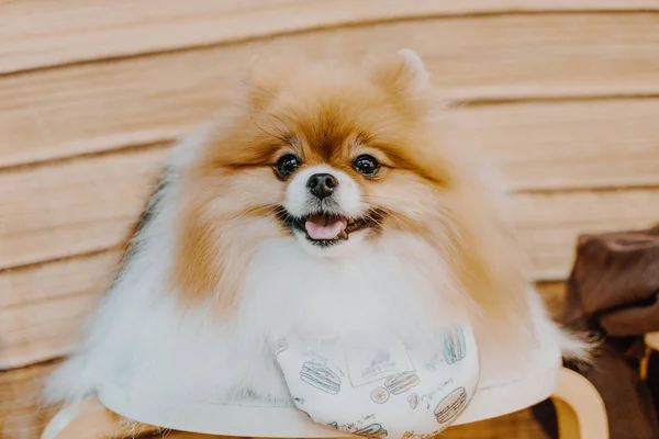 Милая Померанская Собака Селективная Точка Фокусировки — стоковое фото