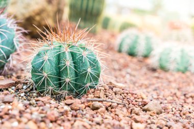 houseplant kreş için güzel kaktüs