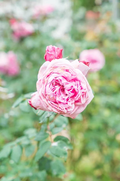 Róża Kwiat Ogrodzie Miękka Ostrość Punktu — Zdjęcie stockowe