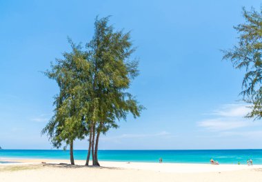 Güzel tropikal plaj ve Hindistan cevizi hurma ağacı Cennet Adası - tatil tatil kavramı ile