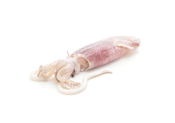 Fresh Octopus Squids Raw Isolated White Background — Stock Photo, Image