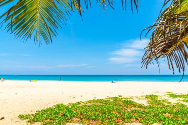 Güzel tropikal plaj ve Hindistan cevizi hurma ağacı Cennet Adası - tatil tatil kavramı ile