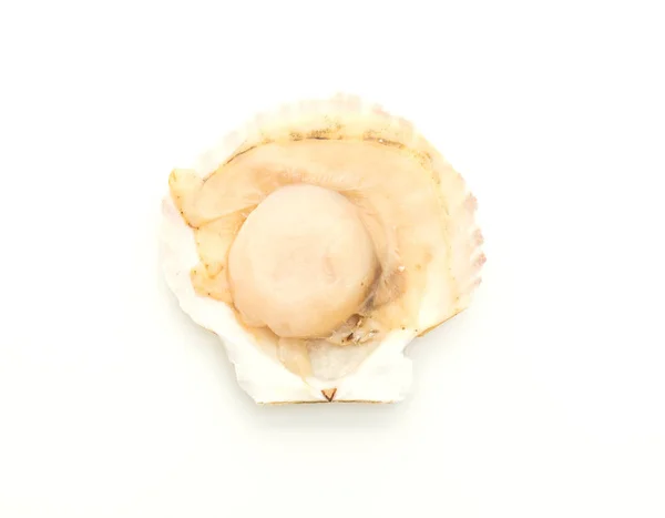 Coquille Fraîche Pétoncle Isolé Sur Fond Blanc — Photo