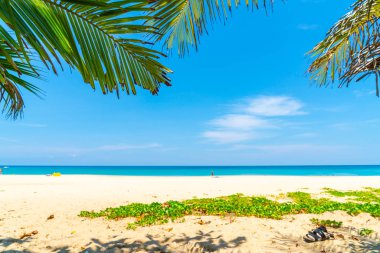 Güzel tropikal plaj ve Hindistan cevizi hurma ağacı Cennet Adası - tatil tatil kavramı ile