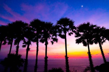siluet palmiye ağacı ile güzel alacakaranlık günbatımı gök - işleme tarzı filtre efekti