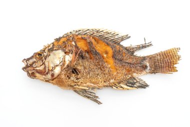 derin kızarmış balık beyaz arka plan üzerinde izole spicy seafood sos ile