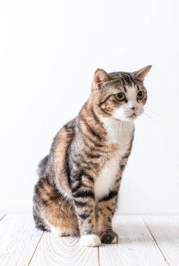 kopya alanı ile ahşap arka plan üzerinde şirin ve gri kedi