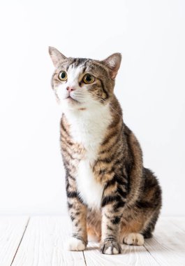 kopya alanı ile ahşap arka plan üzerinde şirin ve gri kedi