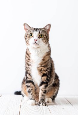 kopya alanı ile ahşap arka plan üzerinde şirin ve gri kedi